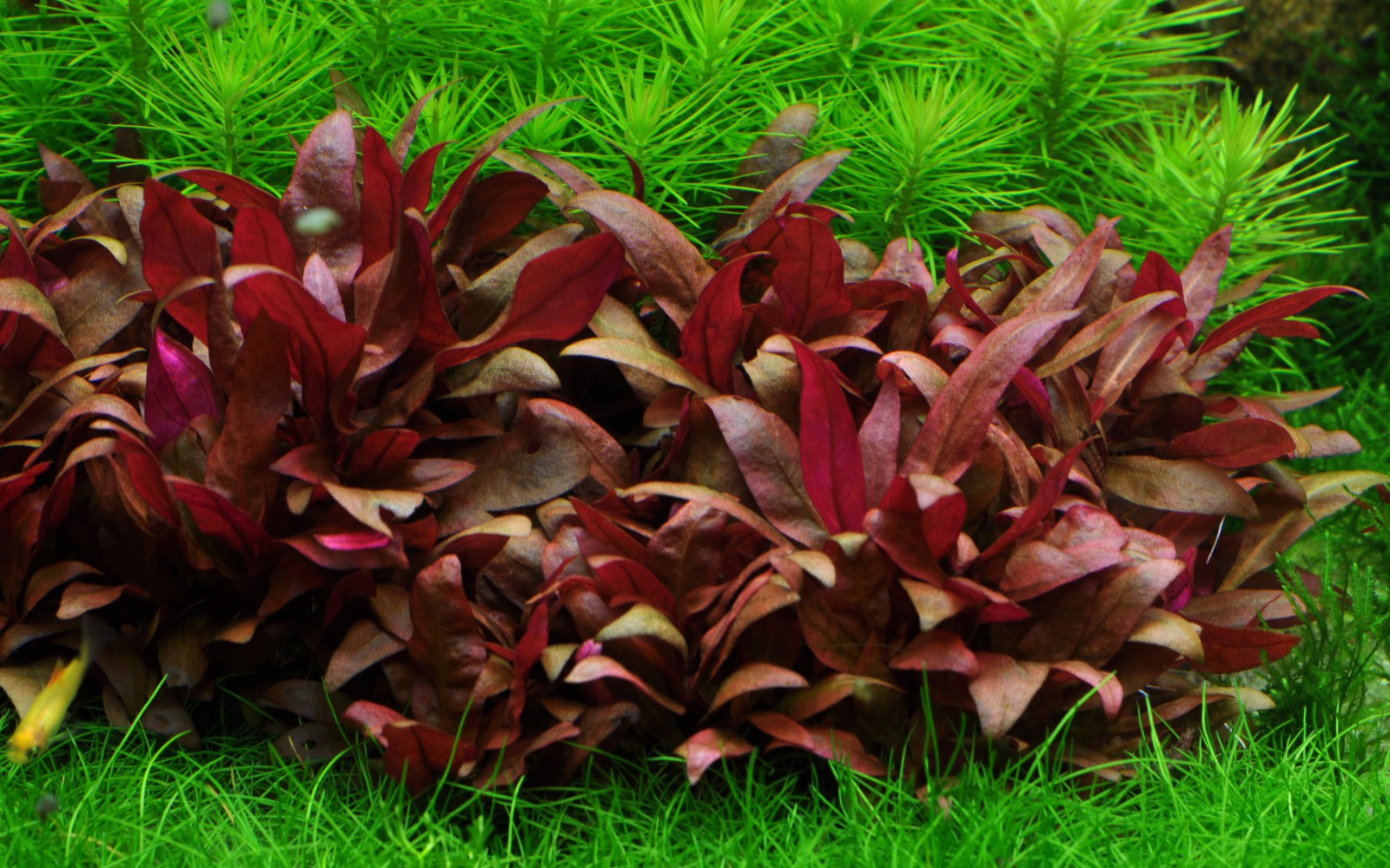 Alternanthera reineckii 'Mini' (Mini parrot leaf)
